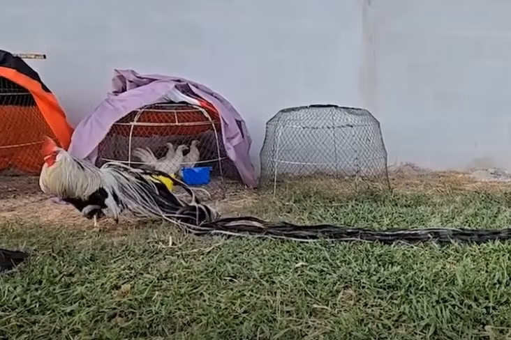 Chu ga trong duoi dai 3,4 met gia vai chuc trieu dong-Hinh-8