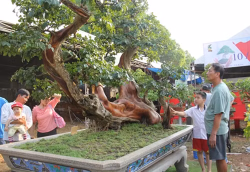 Cay dai nhu cui kho len chau thanh bonsai tien ty chu khong ban-Hinh-7