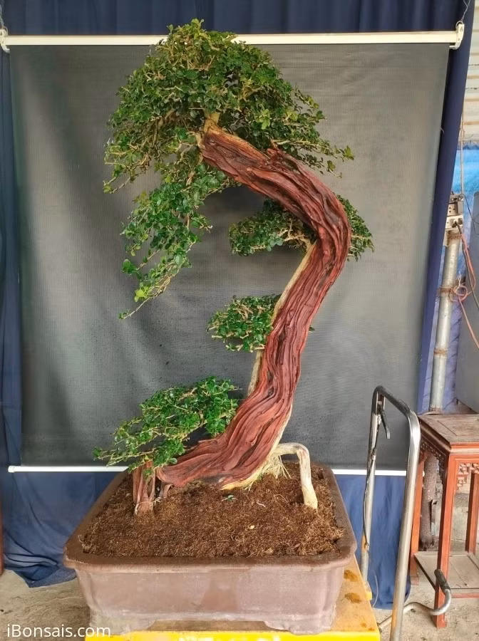 Cay dai nhu cui kho len chau thanh bonsai tien ty chu khong ban