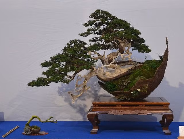10 tac pham bonsai doc dao va dep nhat hanh tinh-Hinh-8