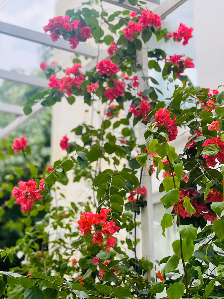 Can canh khu vuon ngap hoa la dep mong mo cua Than Thuy Ha-Hinh-2