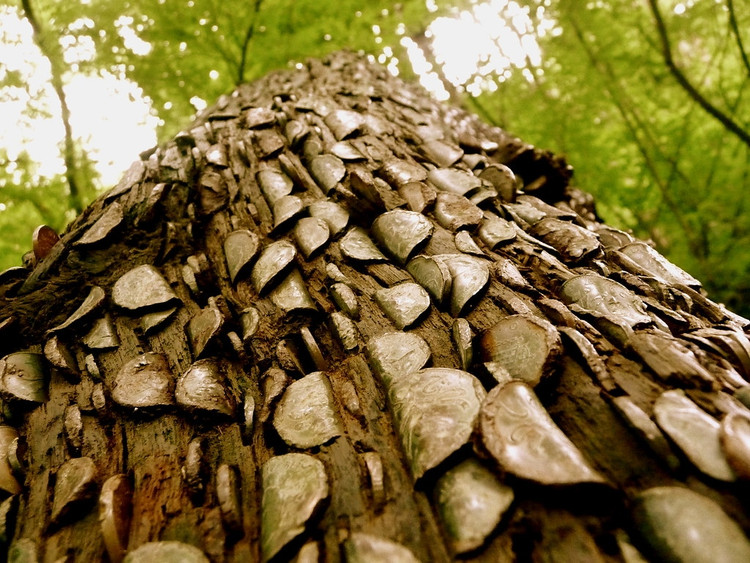 Sự thật bất ngờ đằng sau loài cây bí ẩn “đẻ ra tiền" - Hình 6 Su that bat ngo dang sau loai cay bi an “de ra tien