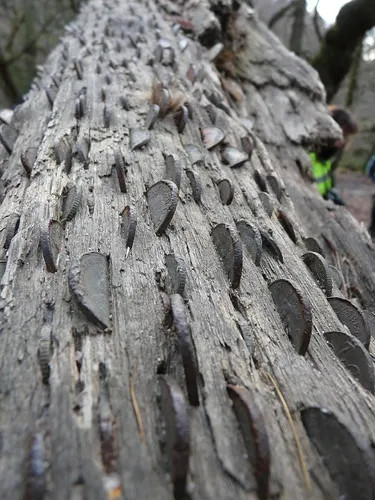 Sự thật bất ngờ đằng sau loài cây bí ẩn “đẻ ra tiền" - Hình 7 Su that bat ngo dang sau loai cay bi an “de ra tien