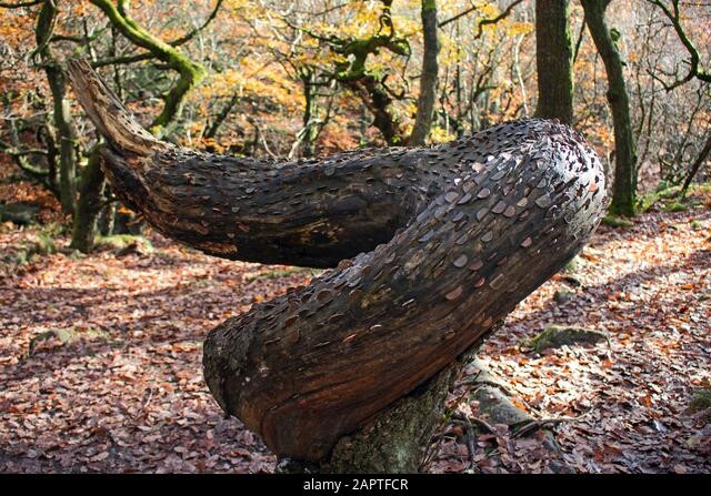 Sự thật bất ngờ đằng sau loài cây bí ẩn “đẻ ra tiền" - Hình 5 Su that bat ngo dang sau loai cay bi an “de ra tien