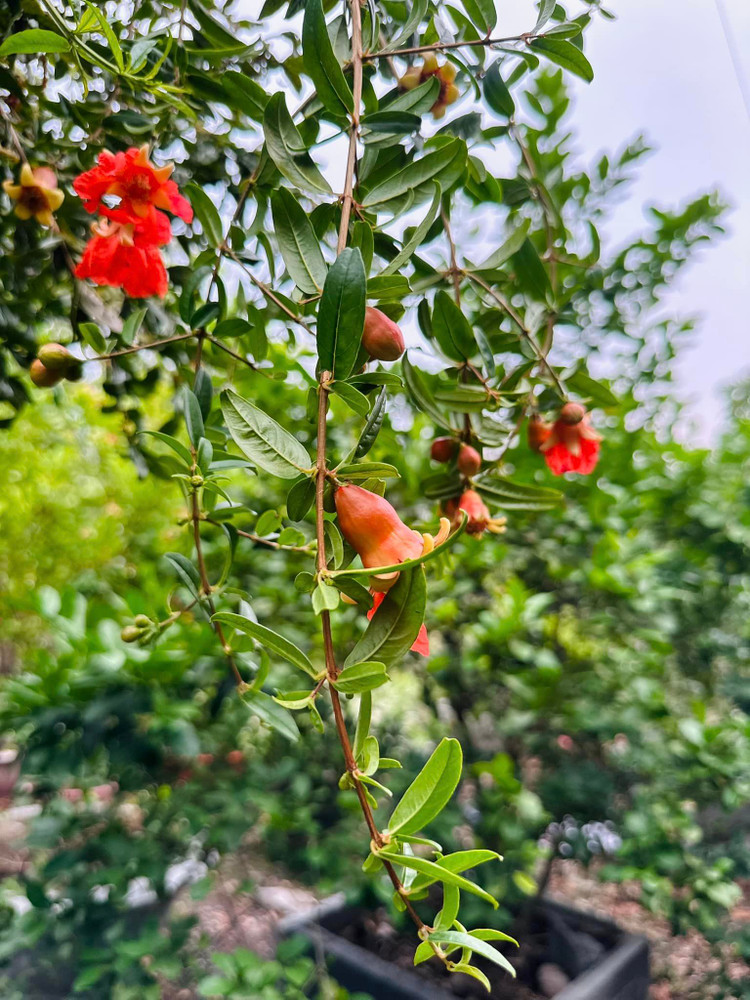 Khu vuon 10.000m2 cho hoa trai quanh nam cua ca si My Le-Hinh-7