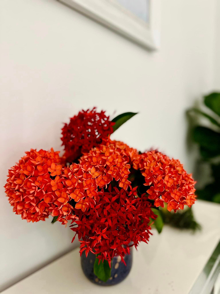 Khu vuon 10.000m2 cho hoa trai quanh nam cua ca si My Le-Hinh-9