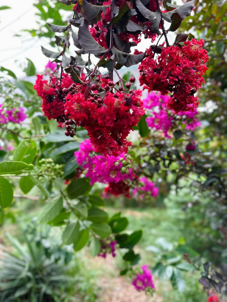 Khu vuon 10.000m2 cho hoa trai quanh nam cua ca si My Le-Hinh-2