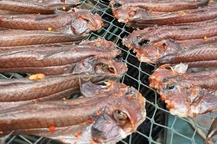 Loai ca ky la nhat hanh tinh 600.000 dong khach dua nhau mua-Hinh-9