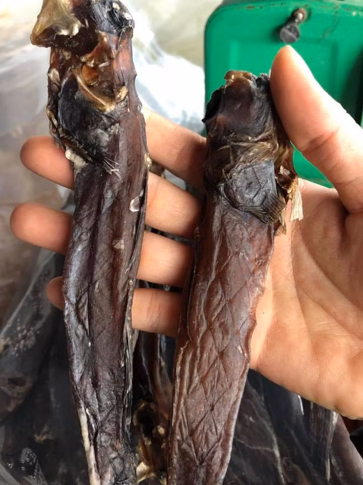 Loai ca ky la nhat hanh tinh 600.000 dong khach dua nhau mua-Hinh-2