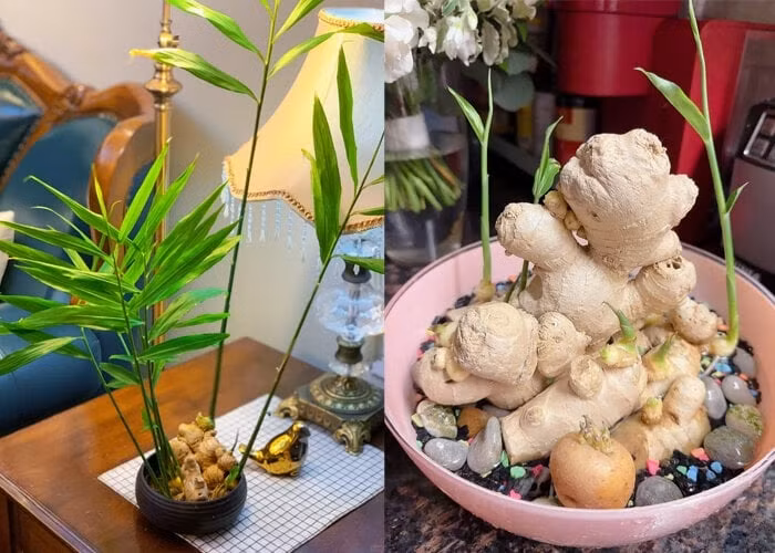 Chiem nguong loat bonsai rau gia vi dep den say long-Hinh-7