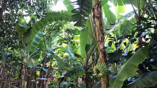 Nhung buong chuoi “quai di” den kho tuong tuong cua nong dan Viet-Hinh-4