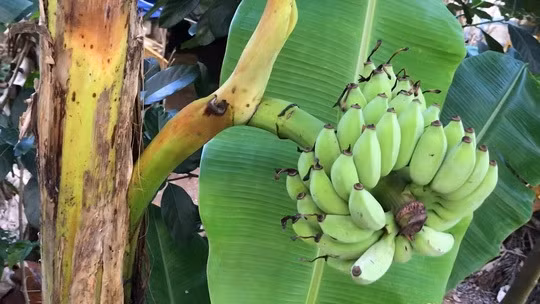 Nhung buong chuoi “quai di” den kho tuong tuong cua nong dan Viet-Hinh-6