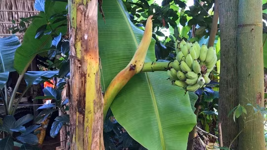 Nhung buong chuoi “quai di” den kho tuong tuong cua nong dan Viet-Hinh-5