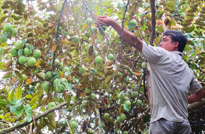 Bat mi loai qua chi Viet Nam xuat khau, nguoi nuoc ngoai mua “ao ao“-Hinh-7