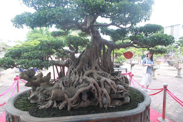 Sung sot sanh co 300 tuoi re om da dep nhat Viet Nam-Hinh-10