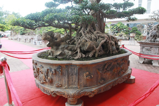 Sung sot sanh co 300 tuoi re om da dep nhat Viet Nam-Hinh-8