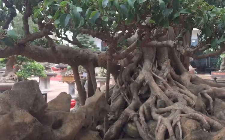 Sung sot sanh co 300 tuoi re om da dep nhat Viet Nam-Hinh-5