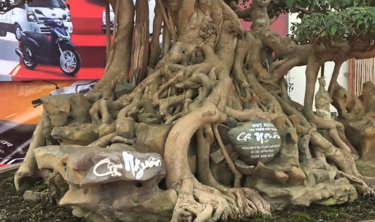 Sung sot sanh co 300 tuoi re om da dep nhat Viet Nam-Hinh-4