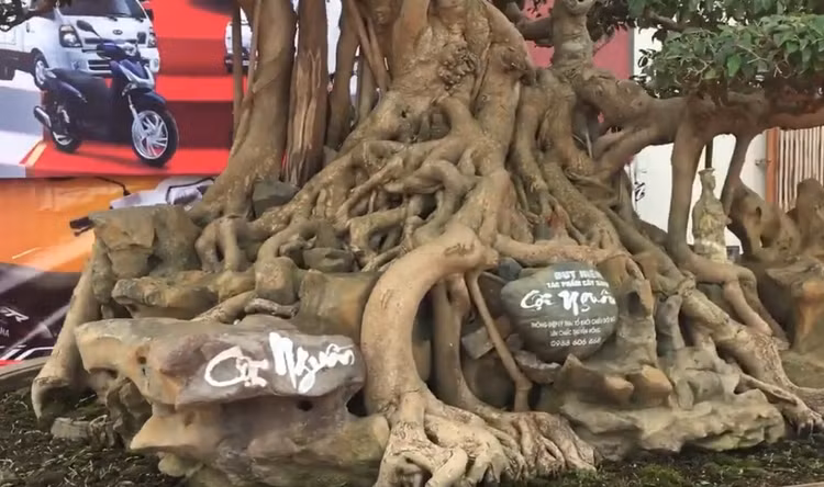 Sung sot sanh co 300 tuoi re om da dep nhat Viet Nam-Hinh-4