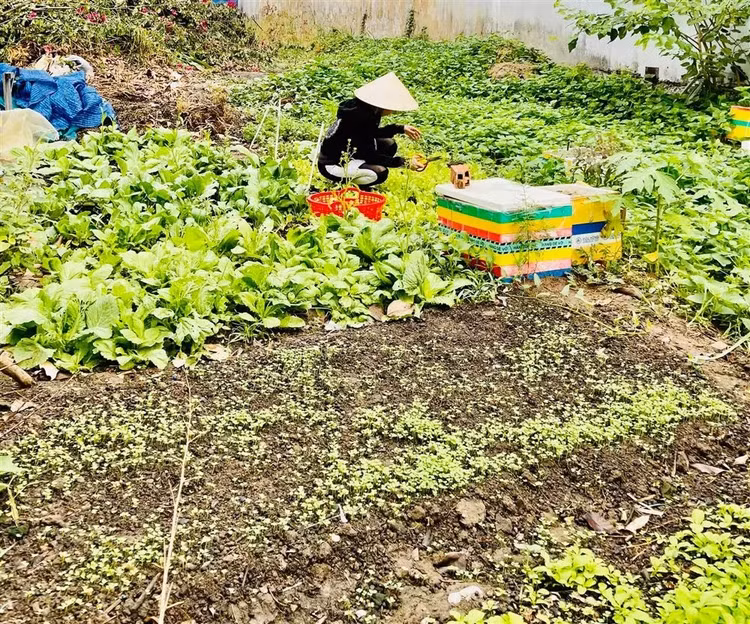 Can canh biet thu 20 ty cua bo me Ho Ngoc Ha-Hinh-8