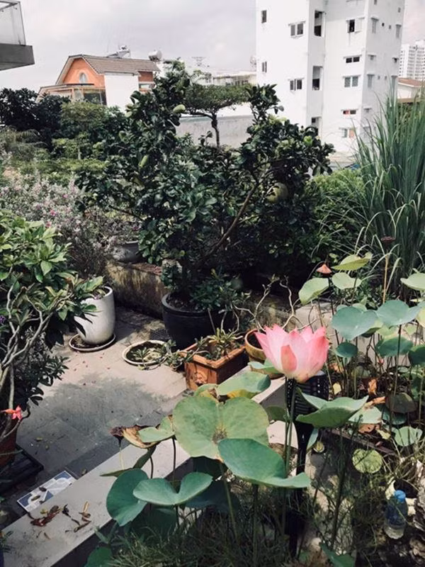 Can canh biet thu 20 ty cua bo me Ho Ngoc Ha-Hinh-10