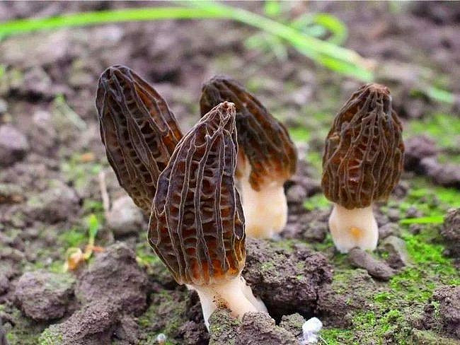 Nam moc hoang “quy nhu vang”, 15 trieu dong/kg co gi dac biet?