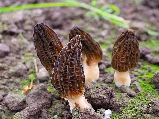 Nam moc hoang “quy nhu vang”, 15 trieu dong/kg co gi dac biet?