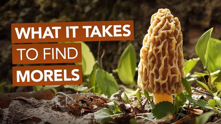 Nam moc hoang “quy nhu vang”, 15 trieu dong/kg co gi dac biet?-Hinh-5