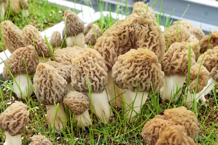 Nam moc hoang “quy nhu vang”, 15 trieu dong/kg co gi dac biet?-Hinh-6