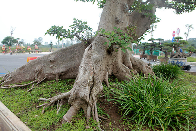 Can canh sung dang “la” 10 ty cua dai gia Ha thanh-Hinh-9