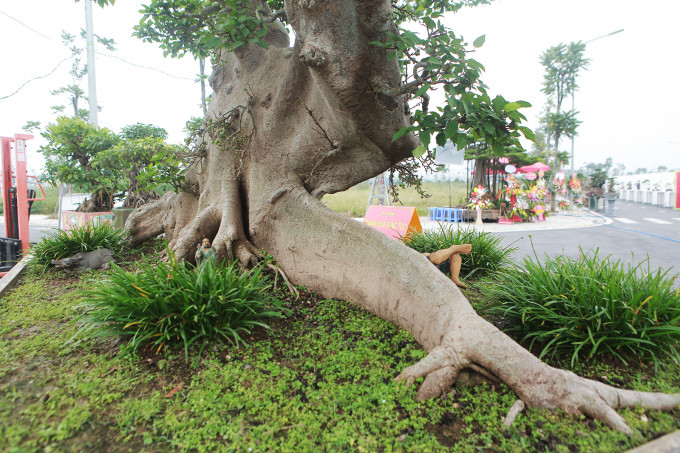 Can canh sung dang “la” 10 ty cua dai gia Ha thanh-Hinh-10