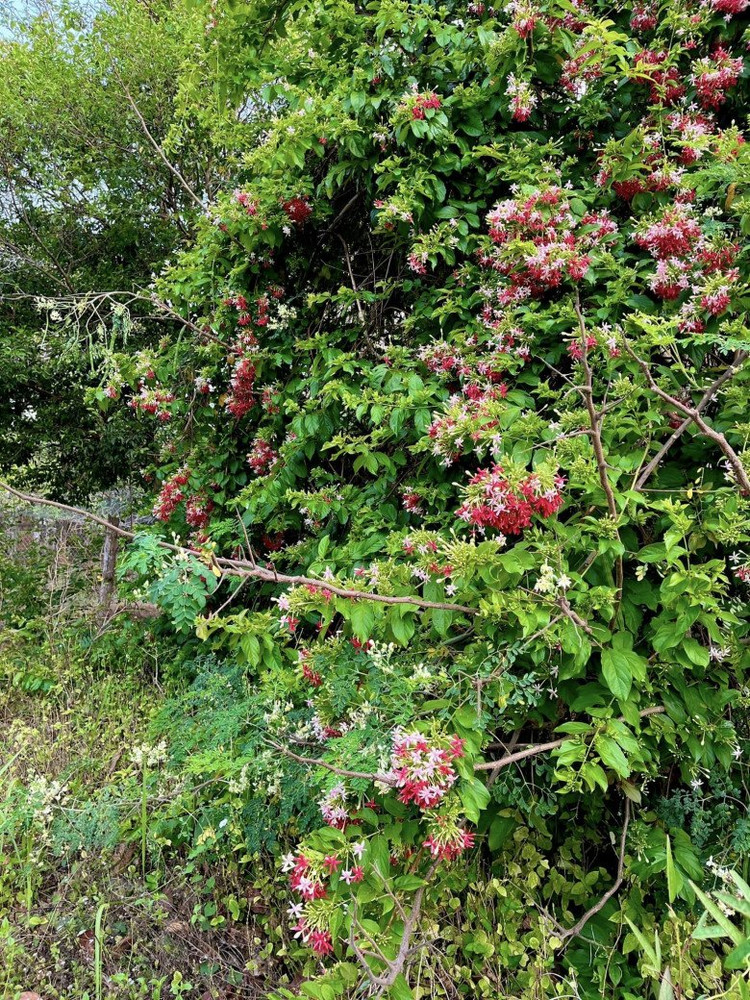 Ben trong trang trai dep nhu tranh ve cua BTV Thu Uyen-Hinh-9