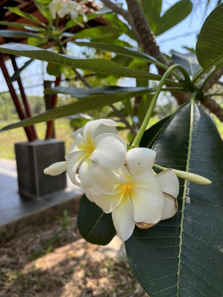 Ben trong trang trai dep nhu tranh ve cua BTV Thu Uyen-Hinh-10