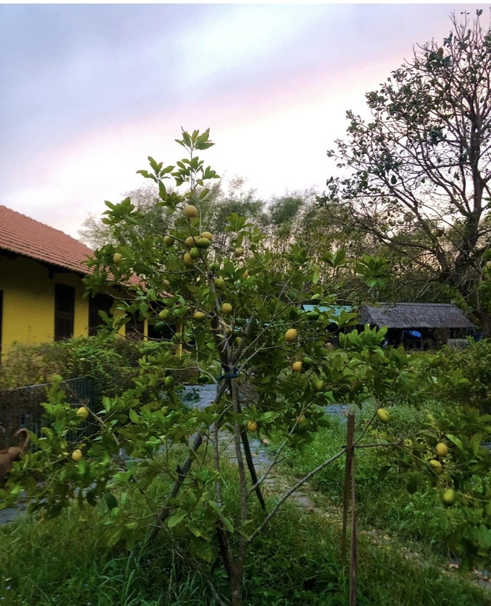 Ben trong trang trai dep nhu tranh ve cua BTV Thu Uyen-Hinh-13