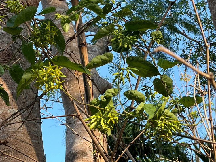 Ben trong trang trai dep nhu tranh ve cua BTV Thu Uyen-Hinh-11