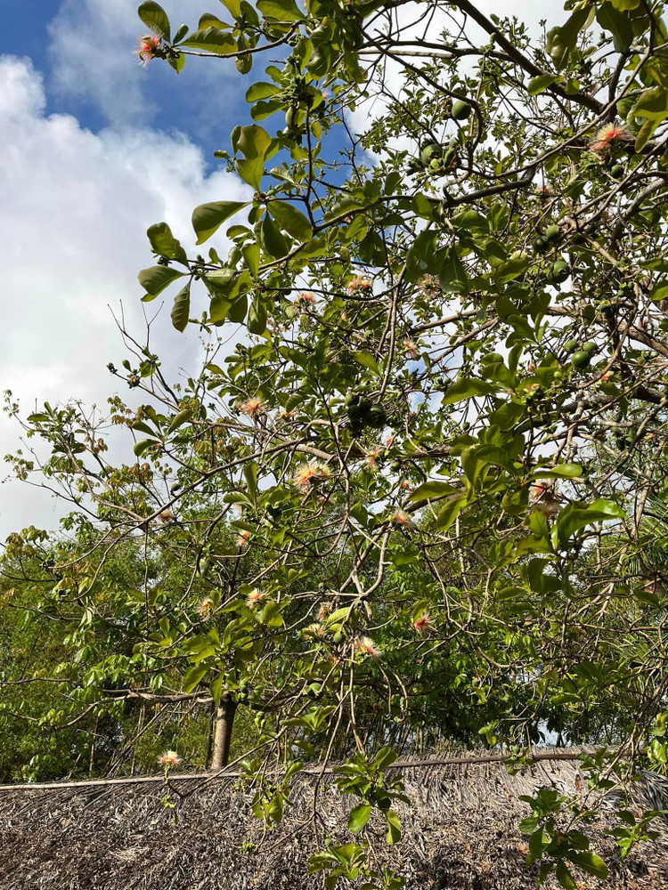 Ben trong trang trai dep nhu tranh ve cua BTV Thu Uyen-Hinh-7