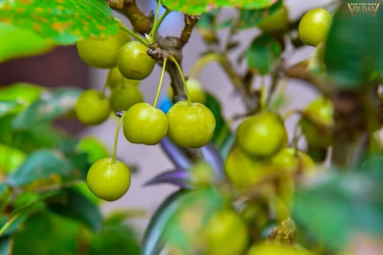 “Khu vuon dep nhat Sai Gon” trong biet thu cua Dam Vinh Hung-Hinh-8