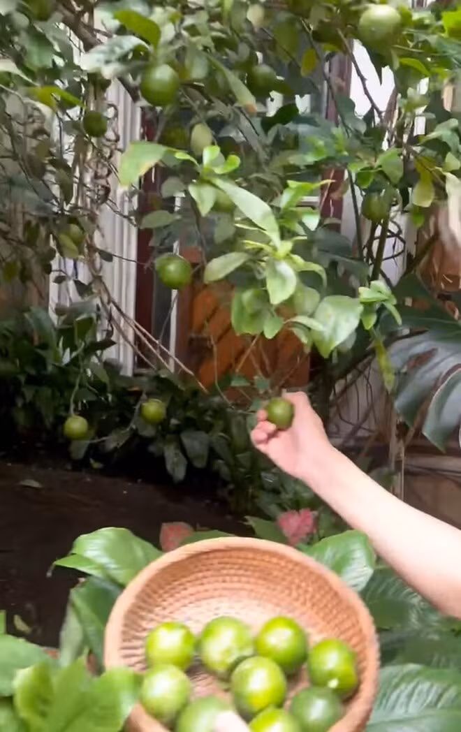 “Khu vuon dep nhat Sai Gon” trong biet thu cua Dam Vinh Hung-Hinh-6