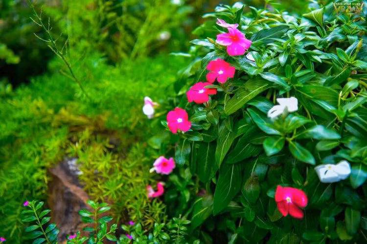 “Khu vuon dep nhat Sai Gon” trong biet thu cua Dam Vinh Hung-Hinh-9