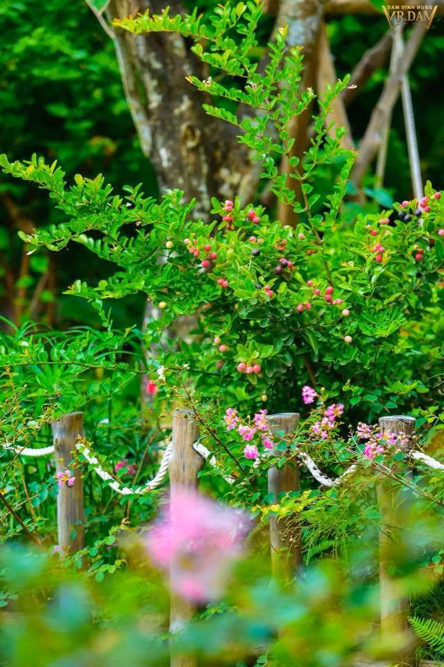 “Khu vuon dep nhat Sai Gon” trong biet thu cua Dam Vinh Hung-Hinh-11