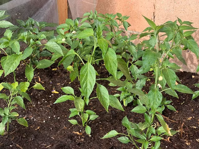 Biet thu “khung” ngap rau xanh tai My cua em gai Cam Ly-Hinh-3