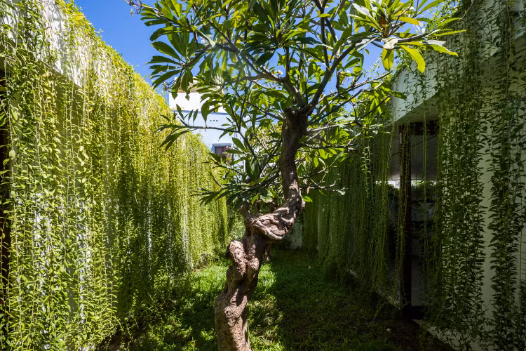 Ngoi nha “ngan keo” xanh muot mat o Vung Tau tren bao My-Hinh-2
