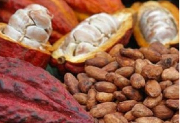 Cacao tăng giá 260.000 đồng/kg Cacao tang gia 260.000 dong/kg