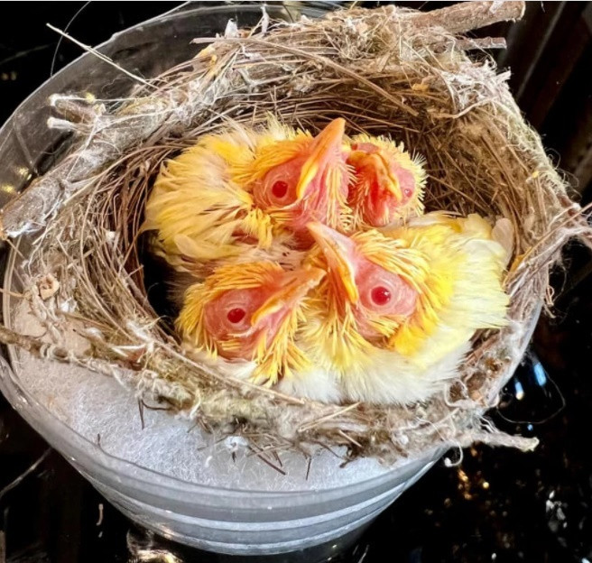 Dai gia Viet chi bao nhieu tien cho thu choi chim canh?-Hinh-4