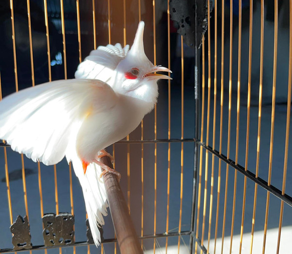 Dai gia Viet chi bao nhieu tien cho thu choi chim canh?-Hinh-10