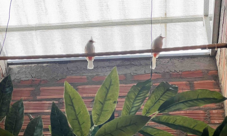 Dai gia Viet chi bao nhieu tien cho thu choi chim canh?-Hinh-12