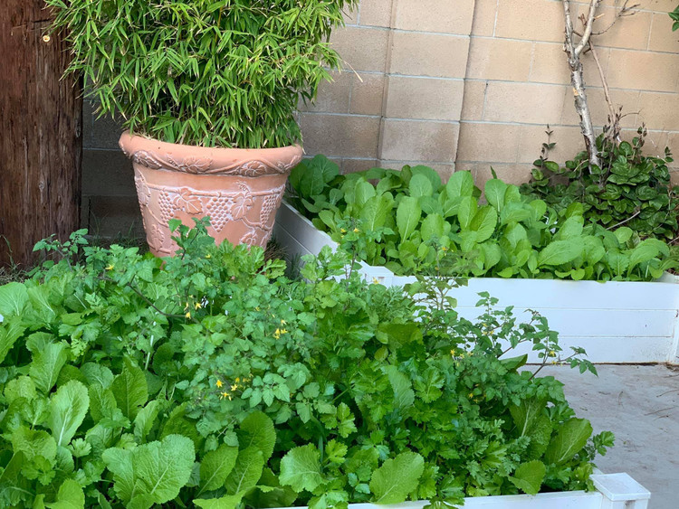 Khu vuon binh yen ngap hoa trai trong nha Phuong Thao - Ngoc Le-Hinh-9