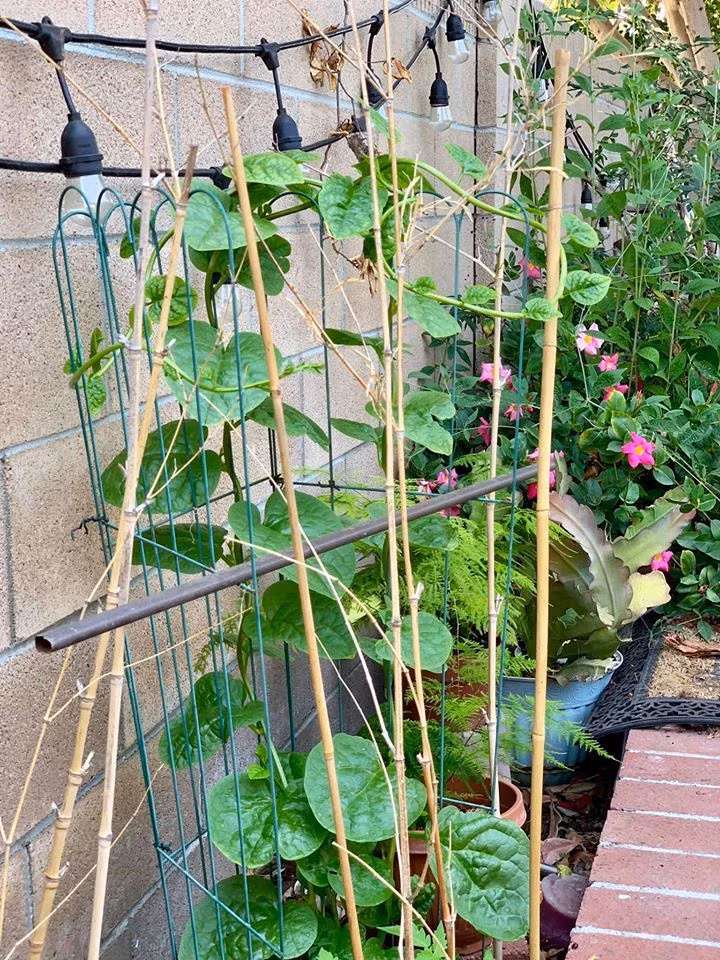 Khu vuon binh yen ngap hoa trai trong nha Phuong Thao - Ngoc Le-Hinh-7