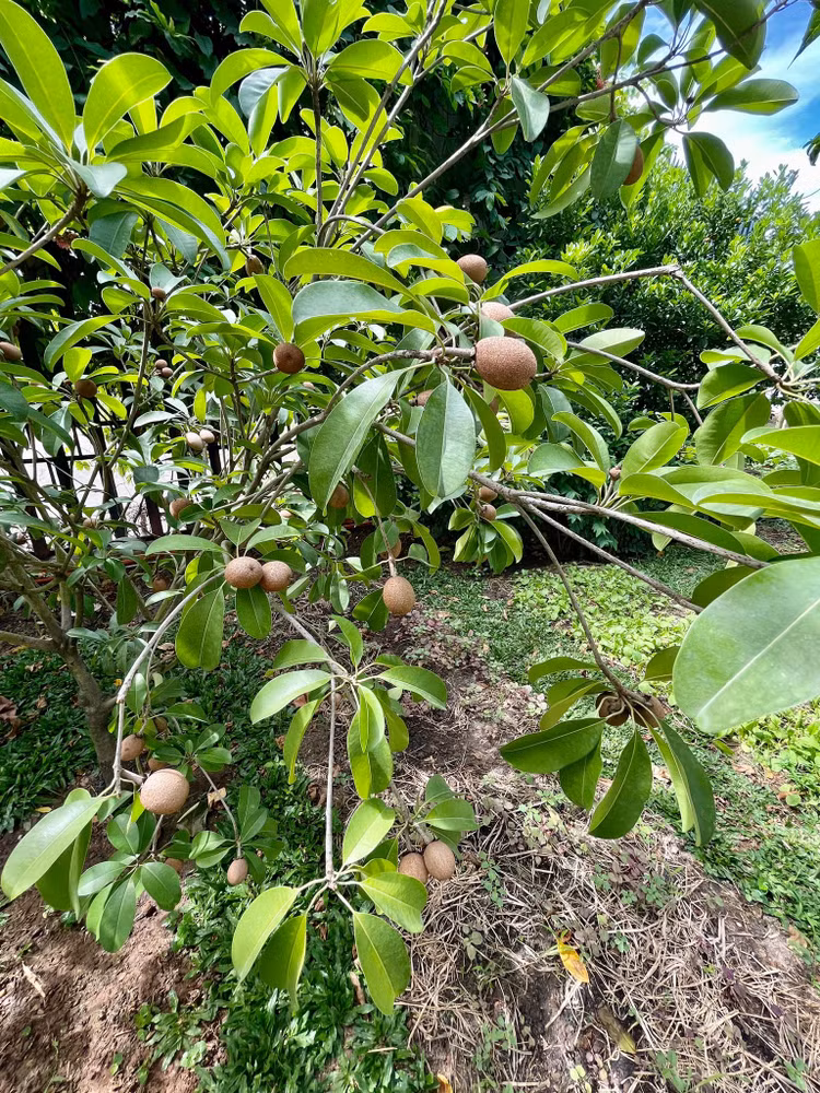 Co gi trong biet thu 700 m2 cua dien vien Ly Hung?-Hinh-9