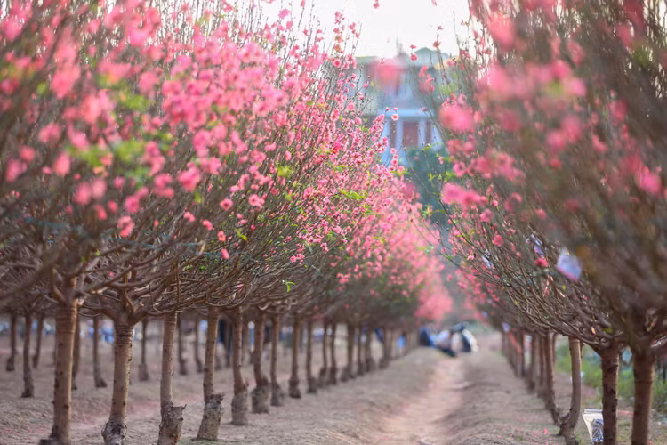 Lang dao Nhat Tan – Phu Thuong tu goc cao, moi la ra sao?